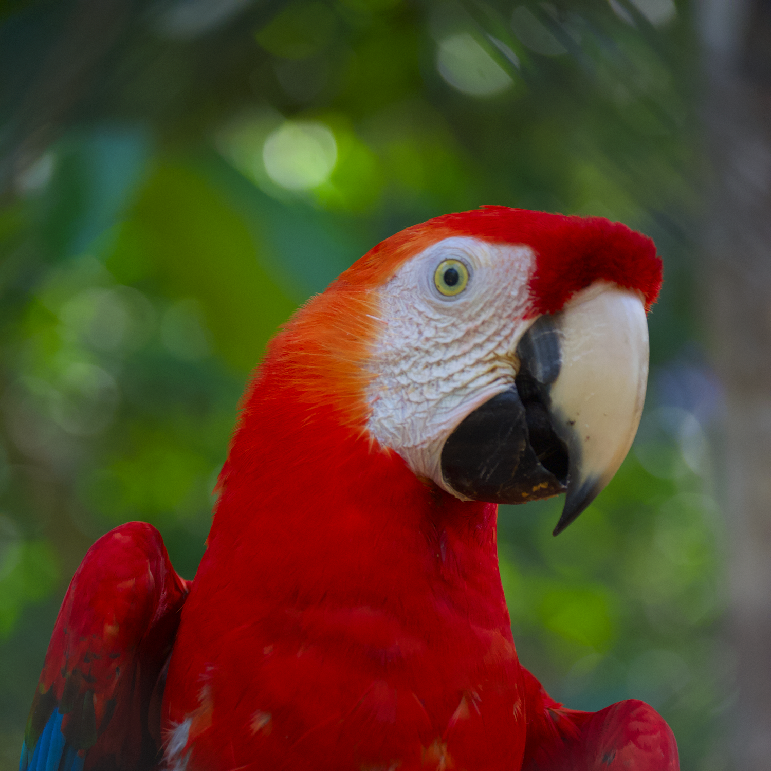 Display P3 vs sRGB color comparison (Display-P3)
