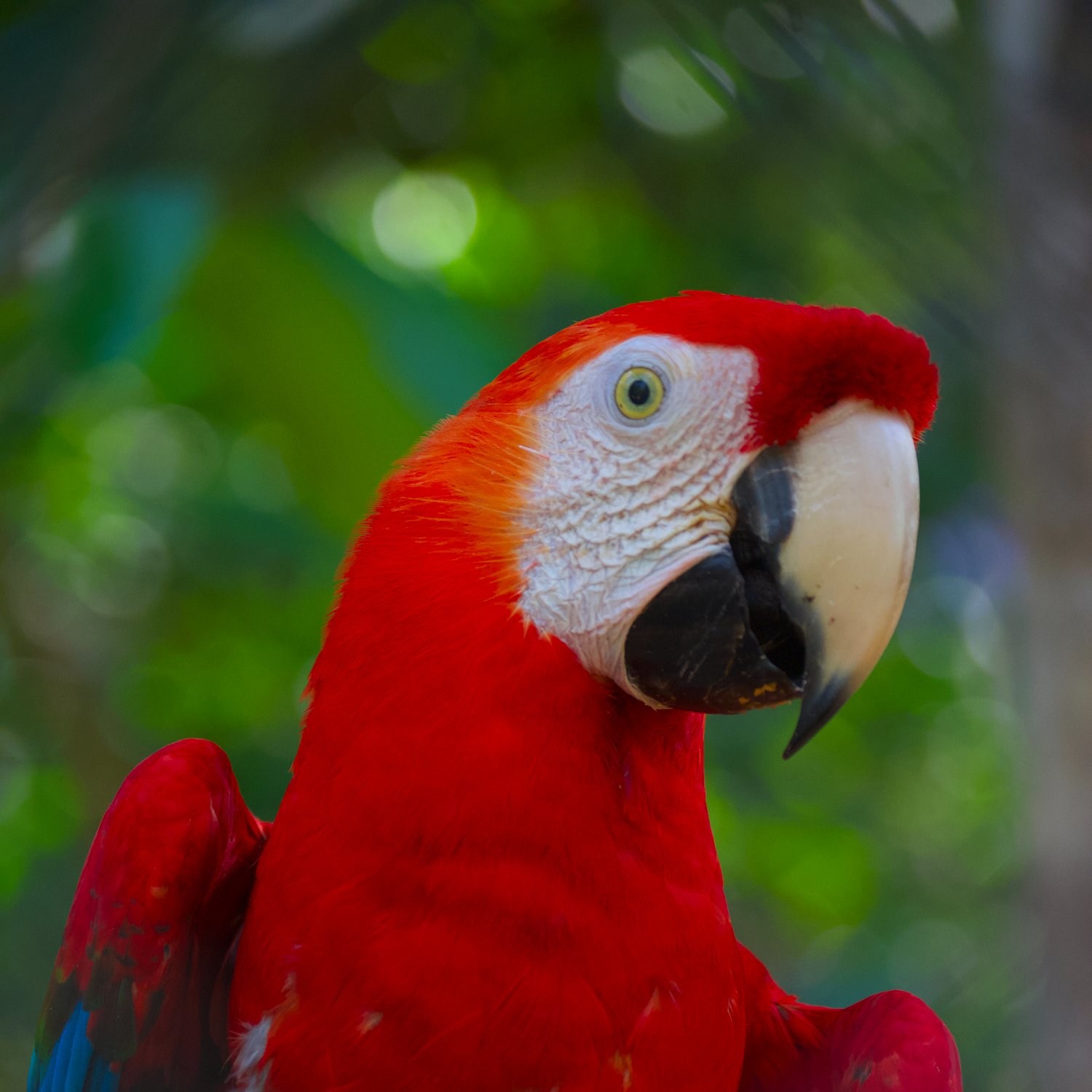 Display P3 vs sRGB color comparison (sRGB)